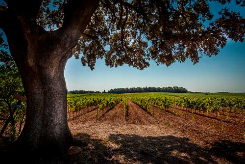 verre vin grés de montpellier