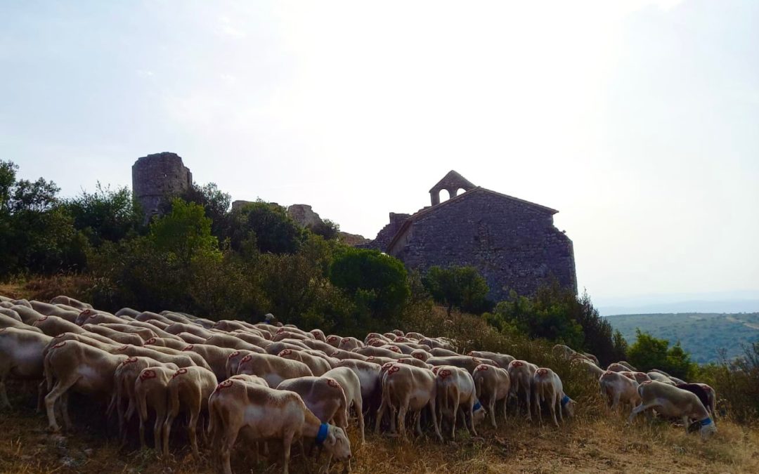Fête de la Transhumance, Aumelas
