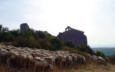 Fête de la Transhumance, Aumelas